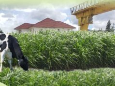 China’s Green Footprint in Kenya: Juncao Grass and Dragon Bamboo as Catalysts for Sustainable Growth