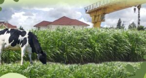 China’s Green Footprint in Kenya: Juncao Grass and Dragon Bamboo as Catalysts for Sustainable Growth