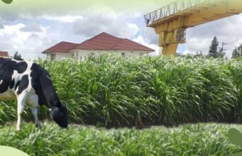 China’s Green Footprint in Kenya: Juncao Grass and Dragon Bamboo as Catalysts for Sustainable Growth