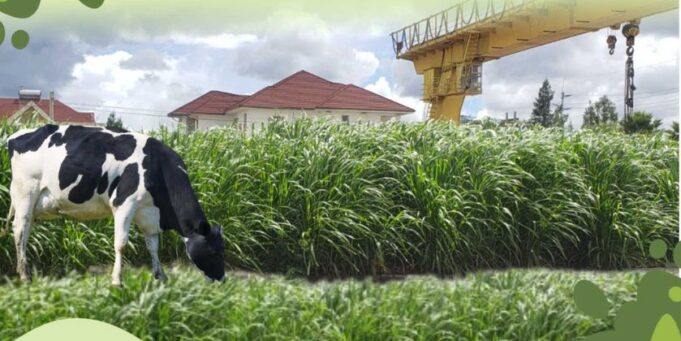 China’s Green Footprint in Kenya: Juncao Grass and Dragon Bamboo as Catalysts for Sustainable Growth